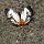 Schmetterling