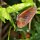 Schmetterling im dichten Wald