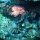 Fransen-Wobbegong