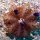 spezielle bunte Anemone
