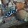 blau-weisse Nacktschnecke