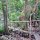 'Jungle Trail'