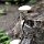 Holz-Pilze
