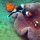 Anemone im dunklen Sand + Sattelfleck-Anemonenfische