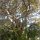 Baum-Riese