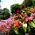 Bougainvilleas