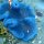 blaue Wirts-Anemone mit verschiedenen Anemonenfischen