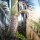 Palm-Trieb