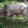 Zebu-Rind im Hinterhof