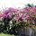 Mauer bedeckt mit Bougainvilleas