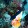 Blauer-Blenny auf Gold-Seescheide
