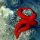 Roter-Seestern
