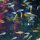 verchiedene Jung-Fische im Schwarm