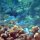 Schwarzachsel-Chromis + andere Riffbarsche