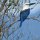 'King-Fisher' (eine Art Eisvogel)