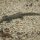 mittelgrosser Leguan am Hotel-Ufer