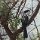 afrikanischer Grau-Hornbill
