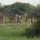 Giraffen