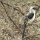 afrikanischer Grau-Hornbill