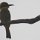 Zwergspint (Bienenfresser-Vogel)