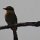 Zwergspint (Bienenfresser-Vogel)