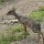 die kleinen Dikdik-Antilopen sind gar nicht dick