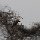 junger Raubvogel auf Nest