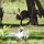 und schon entdecken wir 2 Zebras und Storchen-Vögel
