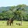 Giraffen und Zebras in der schönen Landschaft