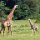 Giraffen-Junges kommt zur Mutter