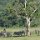 Zebras, Giraffen und Warzenschwein