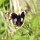 Schmetterling