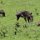 Warzenschweine und Affe