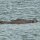Hippos, Nilpferde im Grossen Momela-See