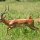 Impalas (jüngere Männchen)