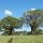 Baobab-Bäume