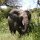 der Elefant beobachtet uns  genau