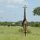 Giraffe umschwirrt von Störchen