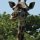 Giraffen-Kopf
