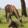 Giraffe + Warzenschwein