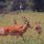 Impalas