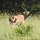 Oryx-Antilope