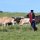 Massai mit seiner Herde