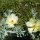Distel-Blumen