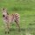 junges Zebra