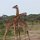2 Giraffen beim kämpfen