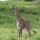 junge Giraffe