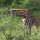 Giraffe beim Fressen