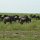 tausende Gnus wandern übers Land
