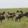 tausende Gnus wandern übers Land